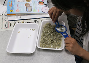 チリメンモンスターは小さいです